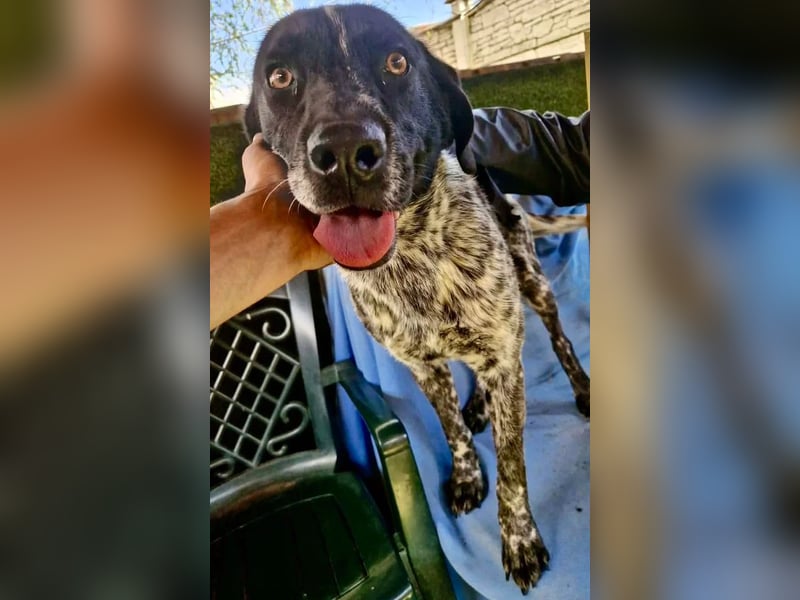 Pfötchengeber Marlo sucht seine Menschen