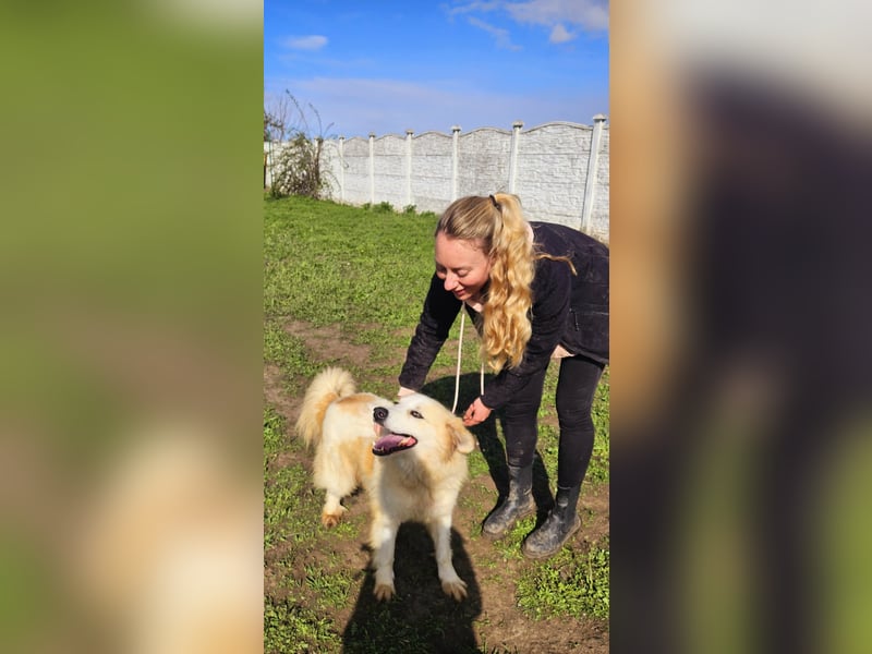 Henry – sensibler Rüde wartet auf seine Chance