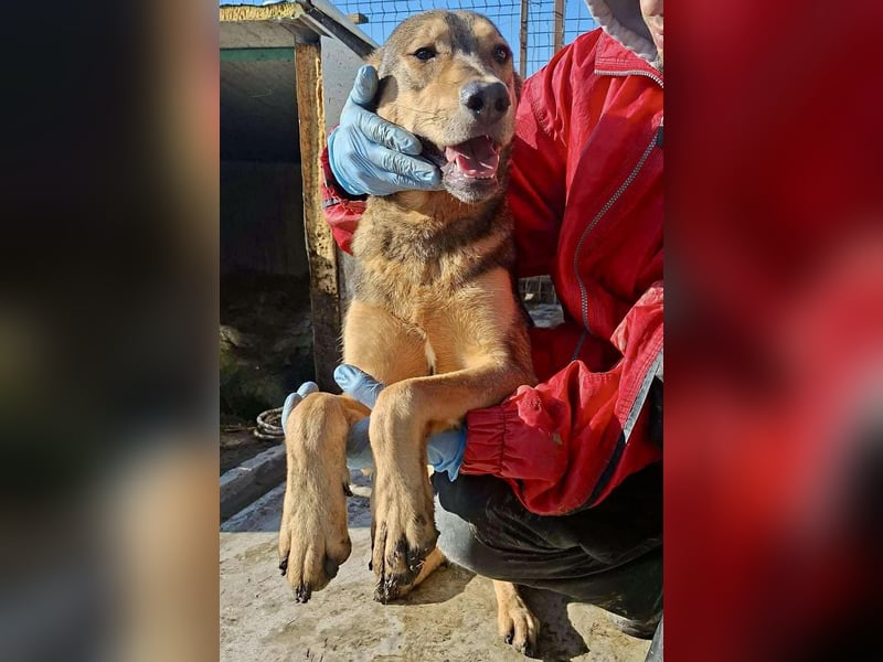 Verspielter, freundlicher Junghund Vito