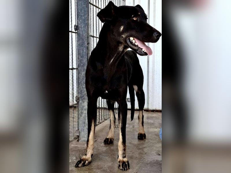 Tora – sanfte Hündin sucht ein ruhiges Zuhause