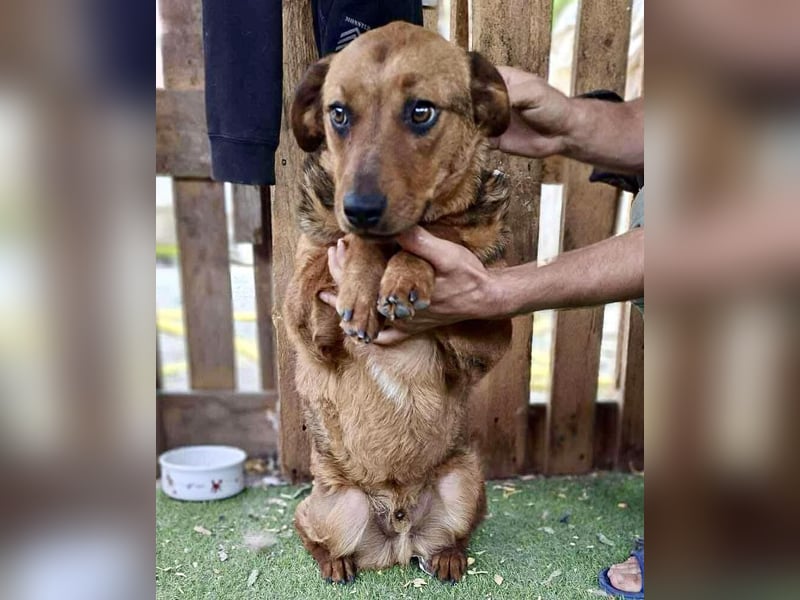 Rocket - dankbare Frohnatur