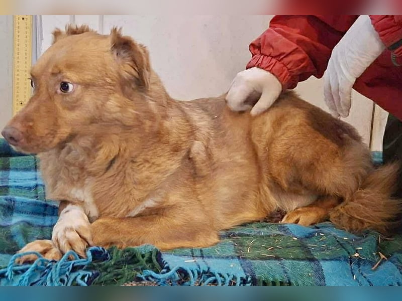 Lezia – eine Seele, die lernen möchte zu vertrauen