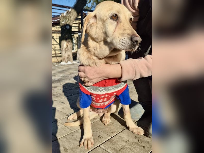 Hübsche Traumhündin Laika