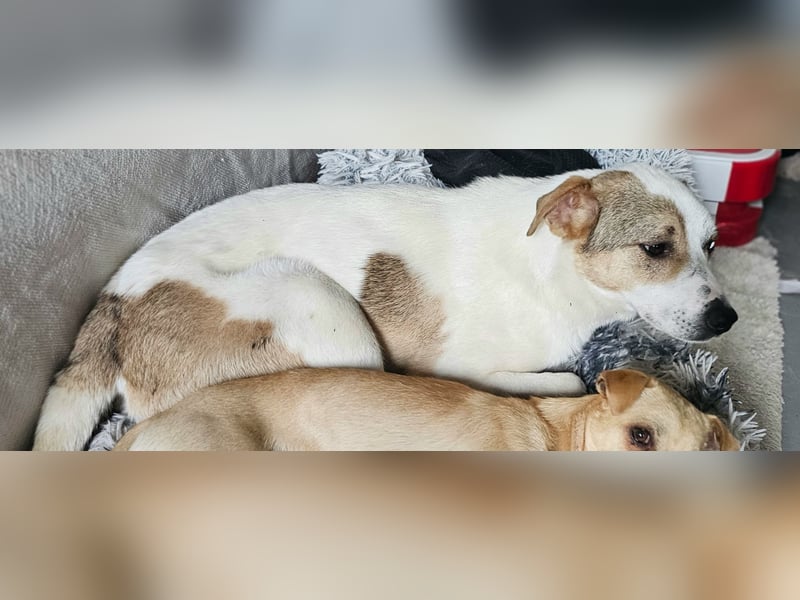 Schmusefreund IVO sucht sein Traumzuhause