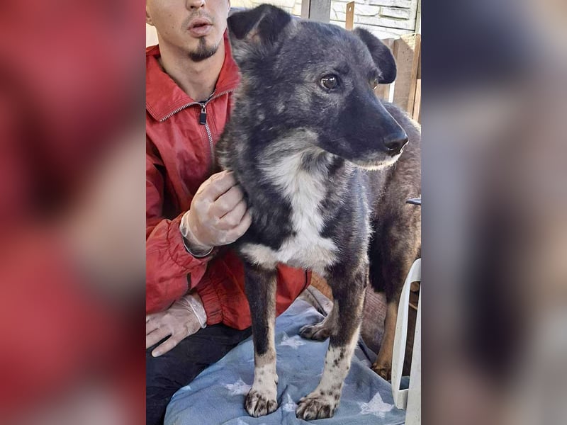 Seniorin Nancy, sanfte Hundeseele sucht liebevolles Zuhause