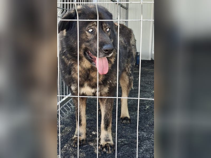 Sandy – sanfte Riesin mit großem Herzen sucht ihr Zuhause