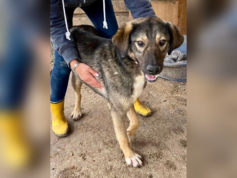 Koyal Kuschelkönig - verträglich und verschmust