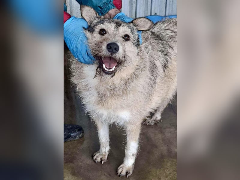 Mia - eine Seele von Hund auf der Suche nach Liebe