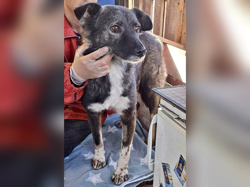 Seniorin Nancy, sanfte Hundeseele sucht liebevolles Zuhause