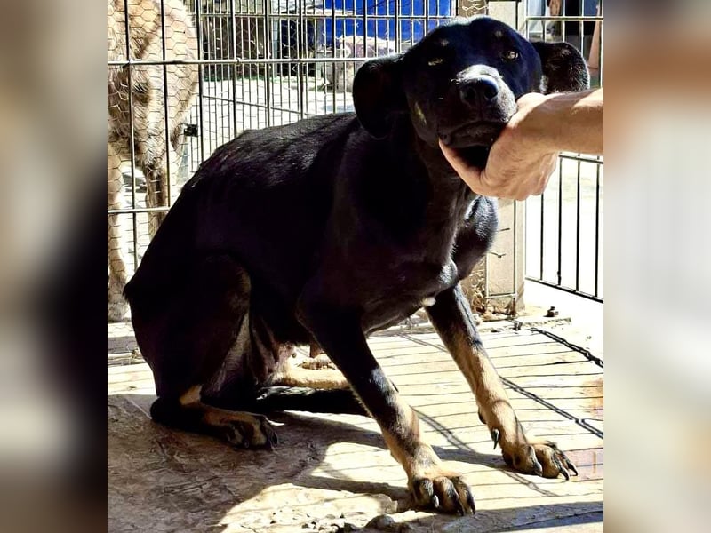 Tora – sanfte Hündin sucht ein ruhiges Zuhause
