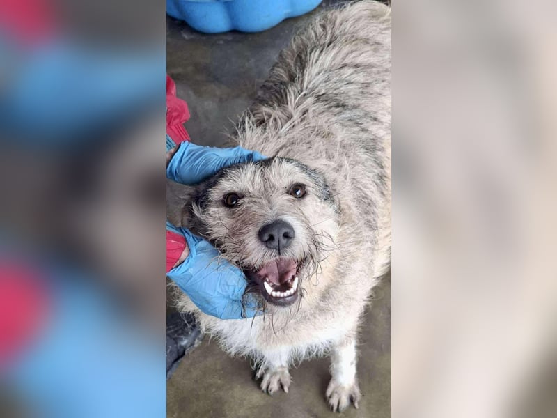 Mia - eine Seele von Hund auf der Suche nach Liebe