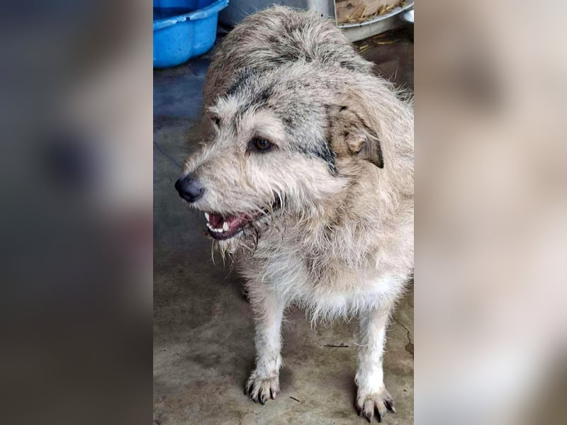 Mia - eine Seele von Hund auf der Suche nach Liebe