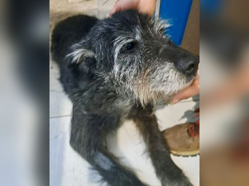 Todtrauriger Senior Finn