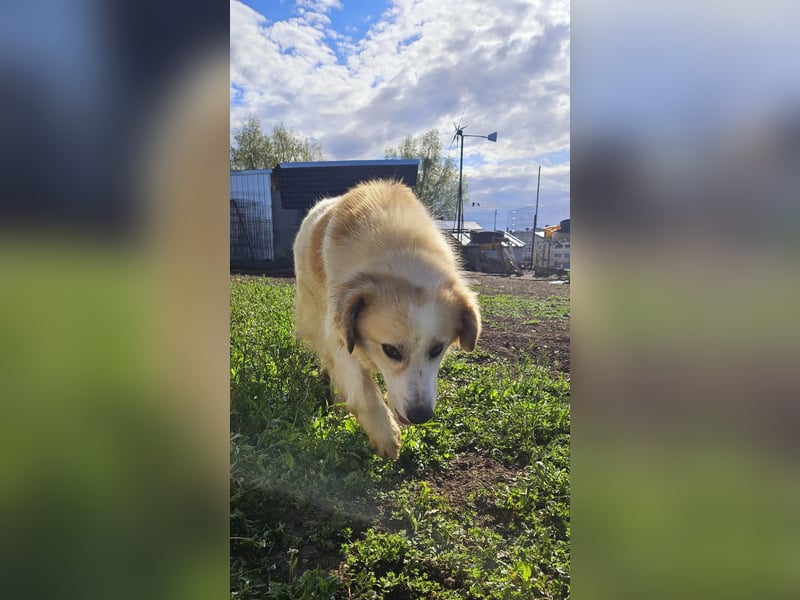 Henry – sensibler Rüde wartet auf seine Chance