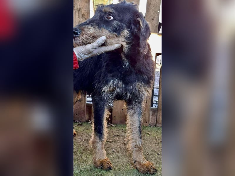 Freundlicher Junghund Malte