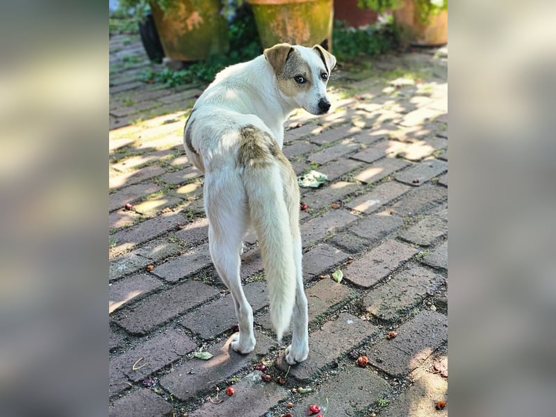 Schmusefreund IVO sucht sein Traumzuhause