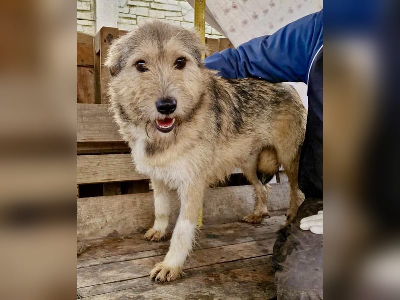 Mia - eine Seele von Hund auf der Suche nach Liebe