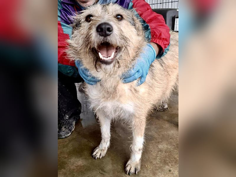 Mia - eine Seele von Hund auf der Suche nach Liebe