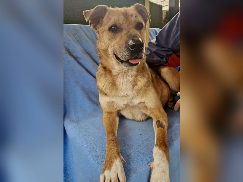 Super freundlicher Bolek