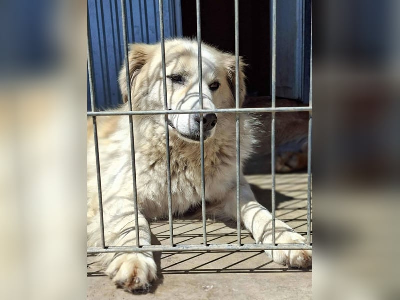 Henry – sensibler Rüde wartet auf seine Chance