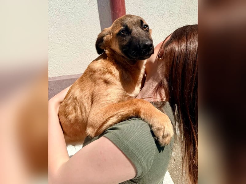 Bino ,vorsichtiger Herzensjunge sucht sein Glück.
