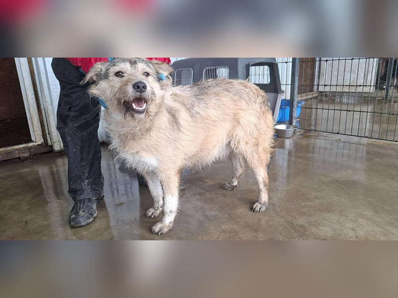 Mia - eine Seele von Hund auf der Suche nach Liebe