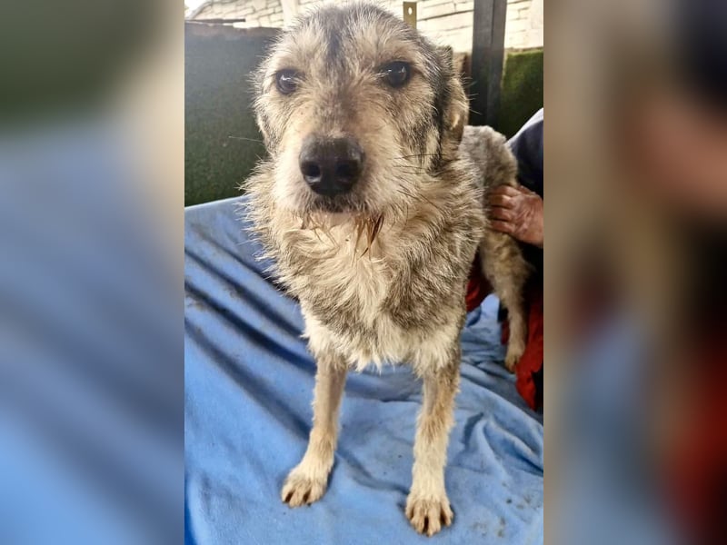 Liebevoller Benny sucht sein Glück