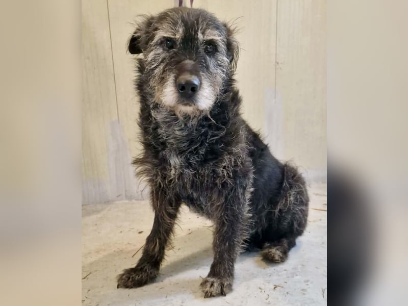 Todtrauriger Senior Finn