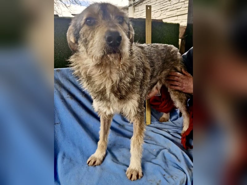 Liebevoller Benny sucht sein Glück