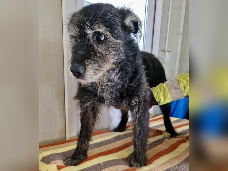 Todtrauriger Senior Finn