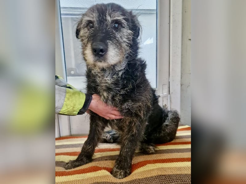 Todtrauriger Senior Finn