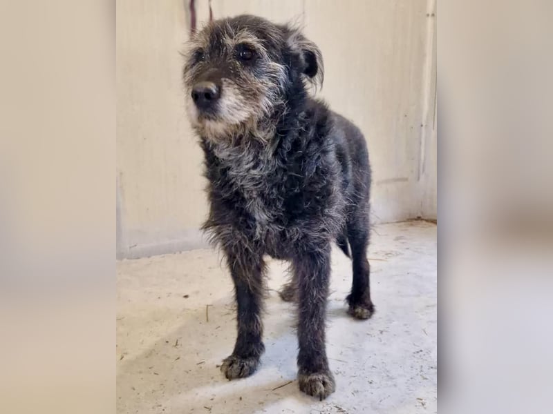 Todtrauriger Senior Finn