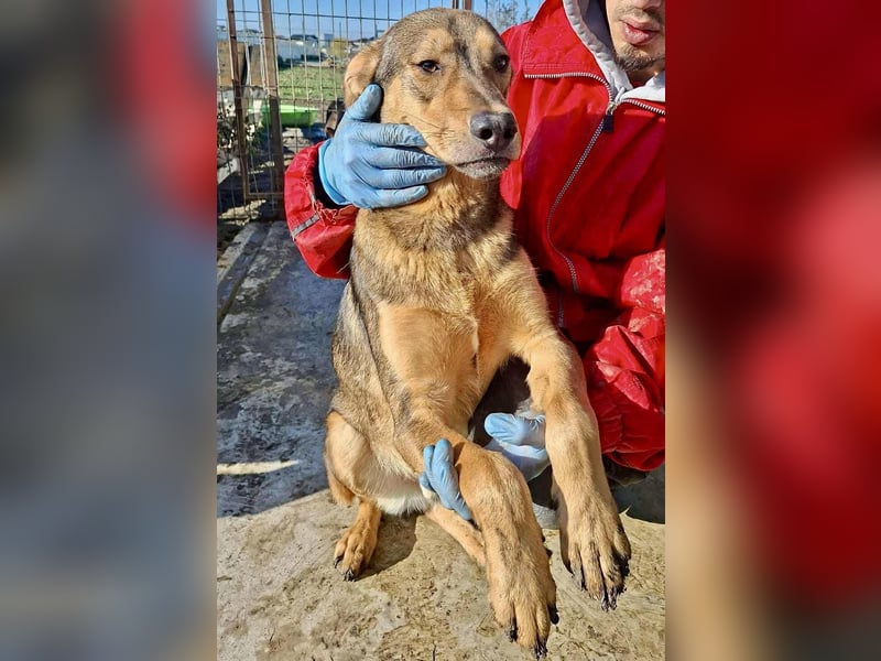 Verspielter, freundlicher Junghund Vito