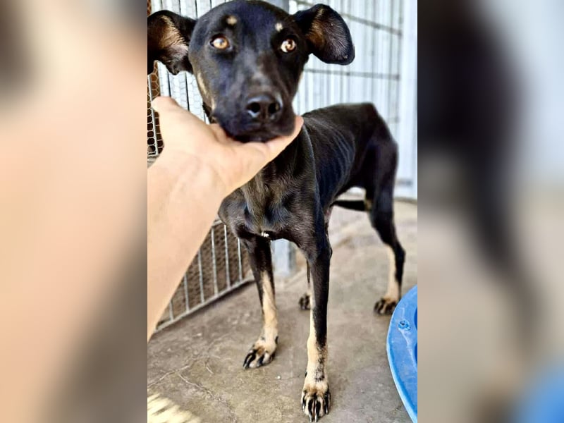 Tora – sanfte Hündin sucht ein ruhiges Zuhause