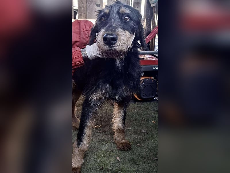 Freundlicher Junghund Malte