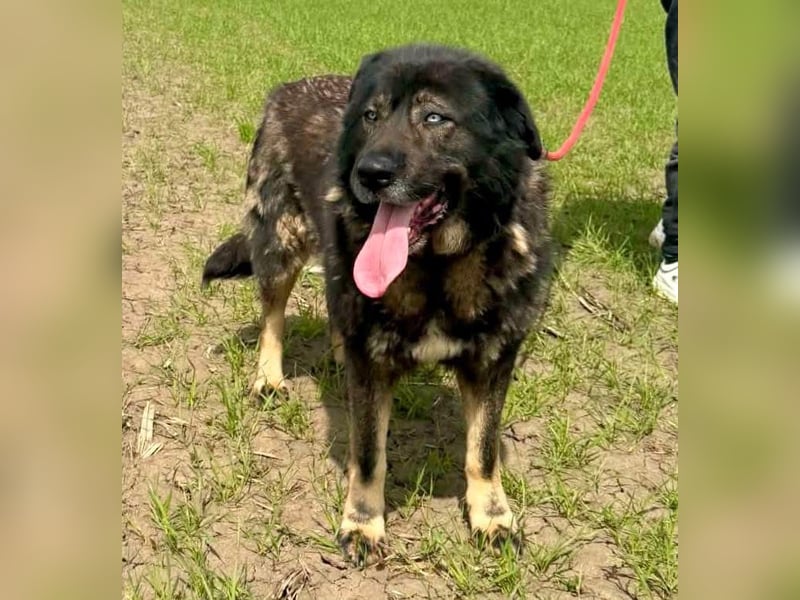 Sandy – sanfte Riesin mit großem Herzen sucht ihr Zuhause