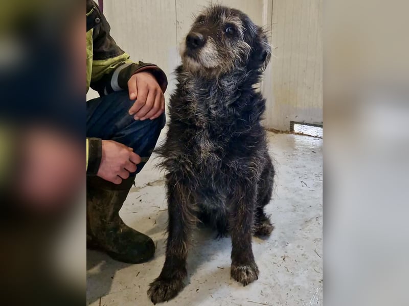 Todtrauriger Senior Finn