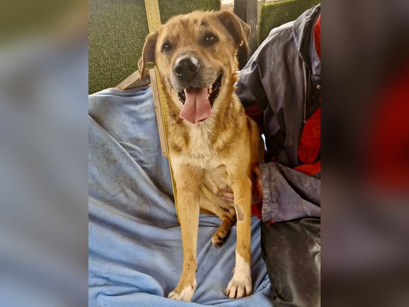 Super freundlicher Bolek