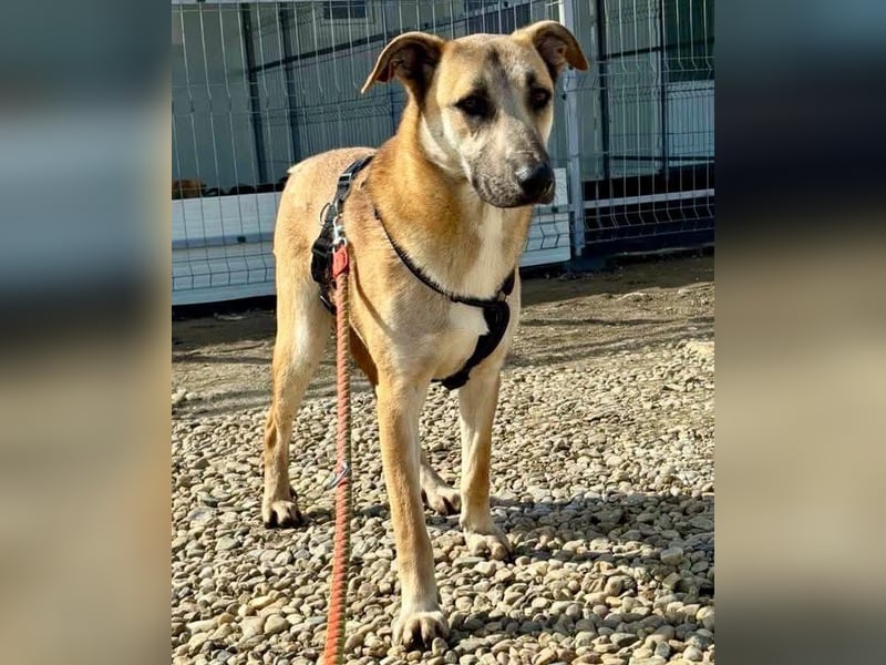 Ianjo, sanftes Riesenbaby sucht seine Familie