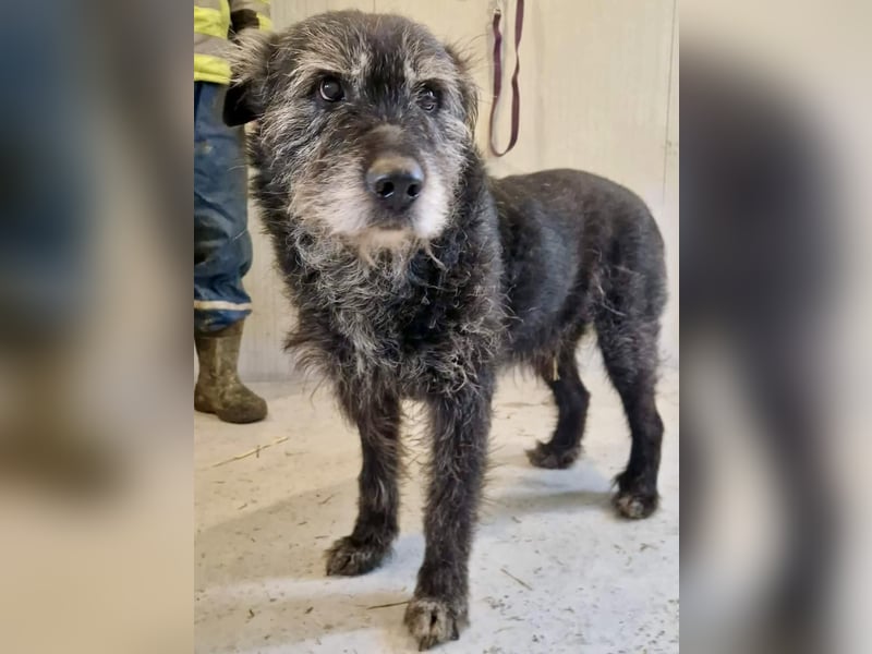 Todtrauriger Senior Finn