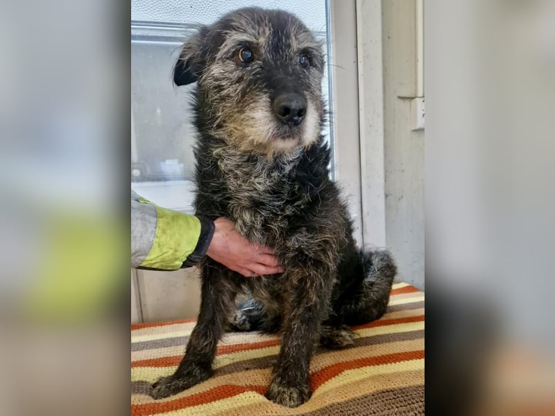 Todtrauriger Senior Finn