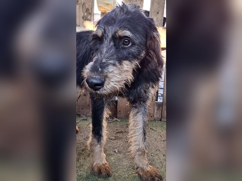 Freundlicher Junghund Malte