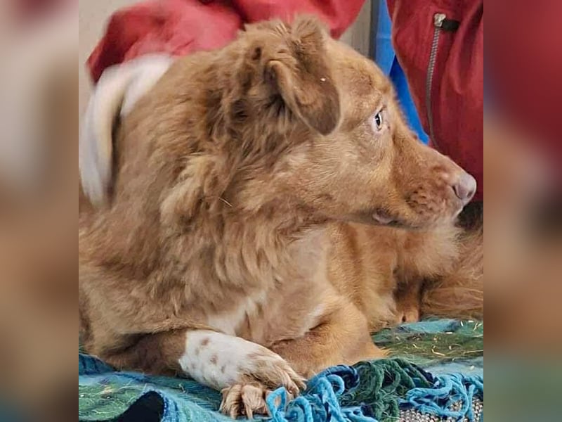 Lezia – eine Seele, die lernen möchte zu vertrauen