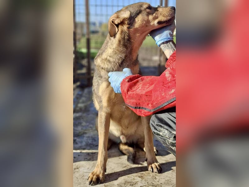 Verspielter, freundlicher Junghund Vito