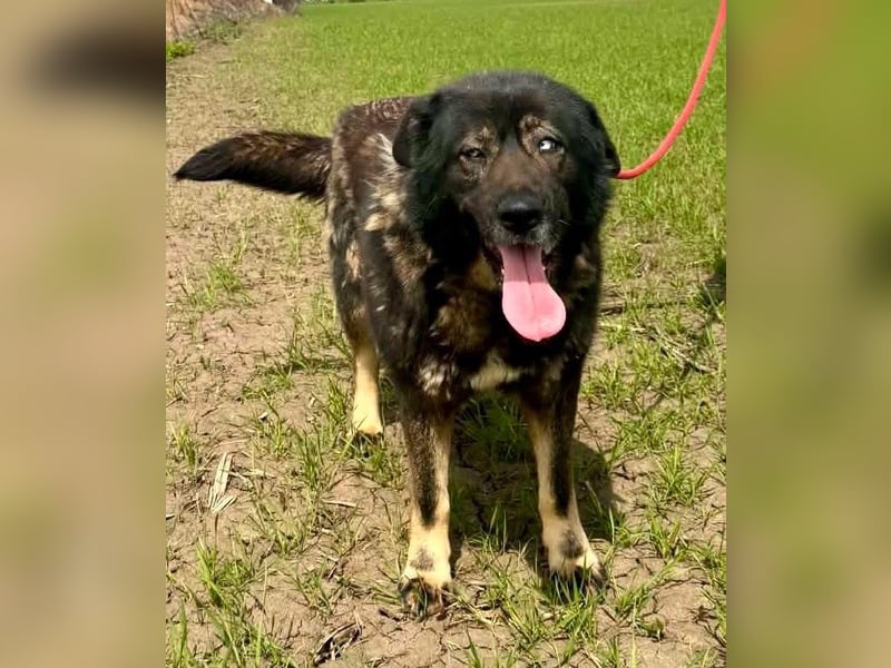Sandy – sanfte Riesin mit großem Herzen sucht ihr Zuhause
