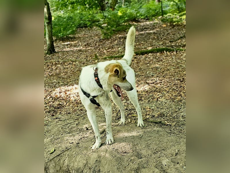 Schmusefreund IVO sucht sein Traumzuhause
