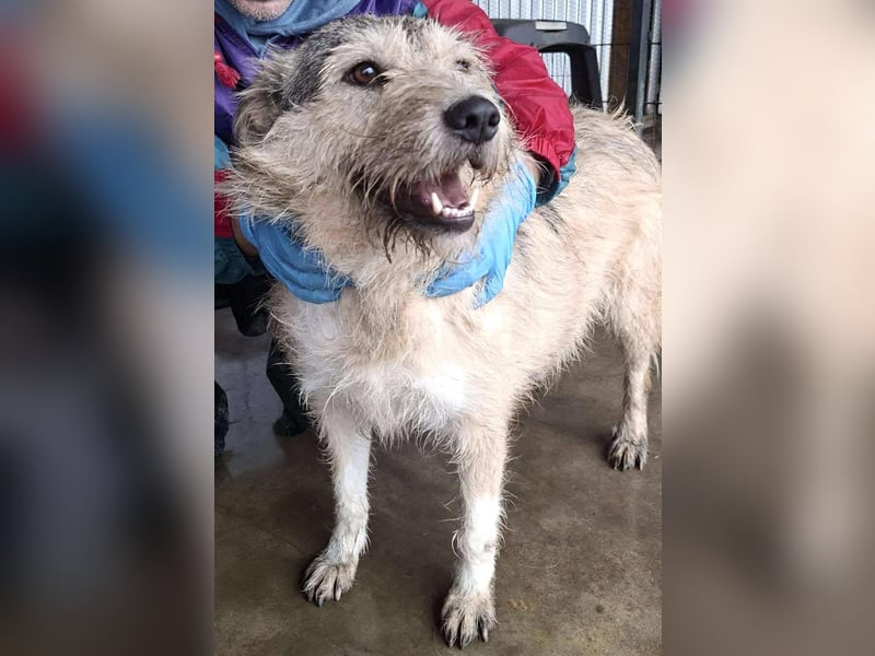 Mia - eine Seele von Hund auf der Suche nach Liebe