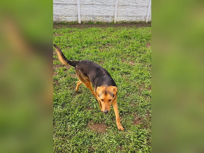 Pumba – sensibler Junghund sucht sein Zuhause