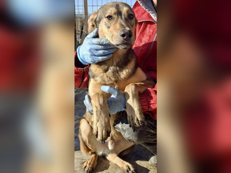 Verspielter, freundlicher Junghund Vito