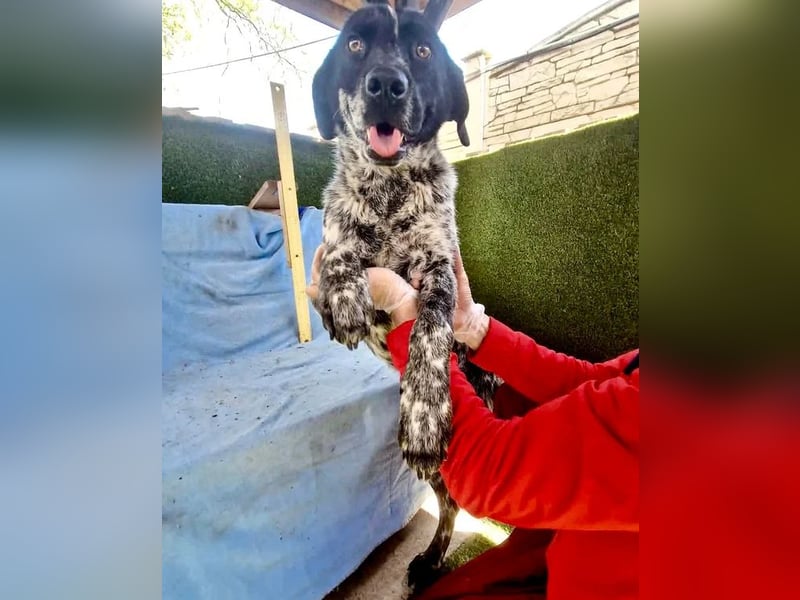 Pfötchengeber Marlo sucht seine Menschen